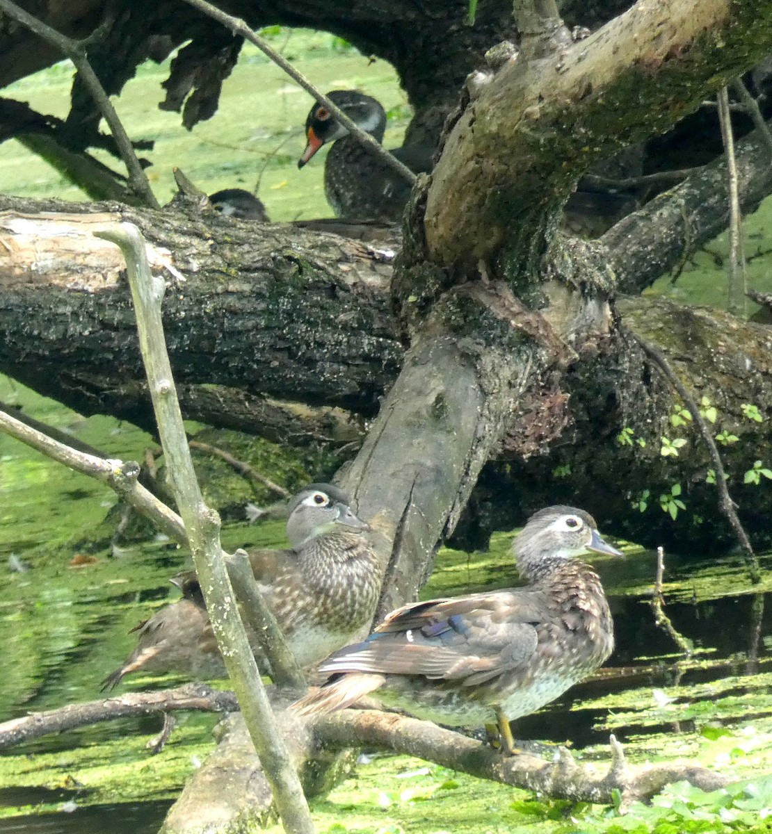 Wood Duck - ML465125541