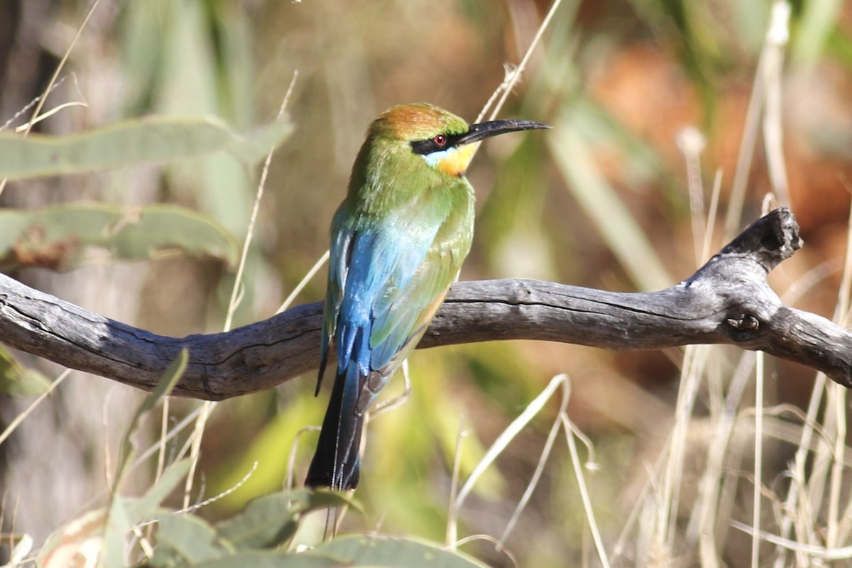 Rainbow Bee-eater - Gil Ewing