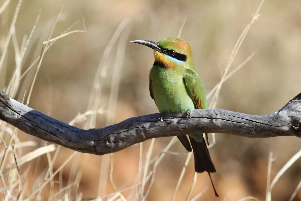 Rainbow Bee-eater - Gil Ewing