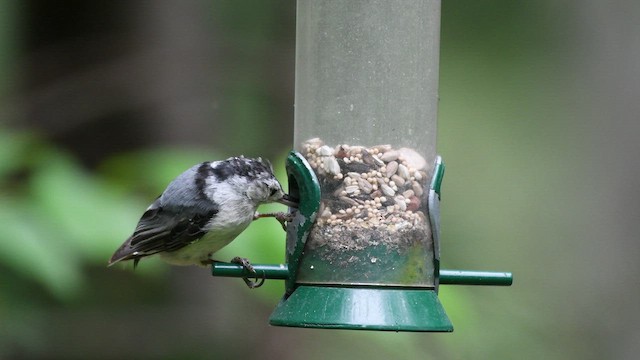 White-breasted Nuthatch - ML465126951