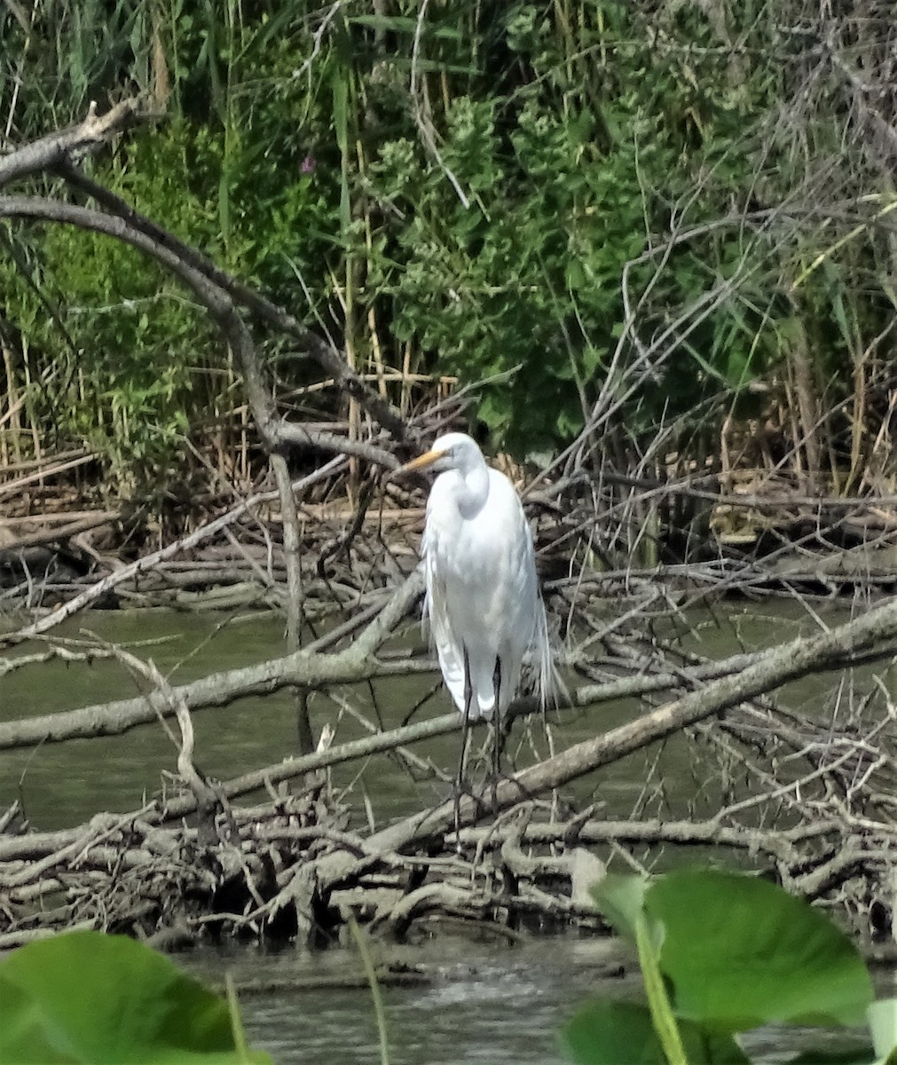 Great Egret - ML465127021