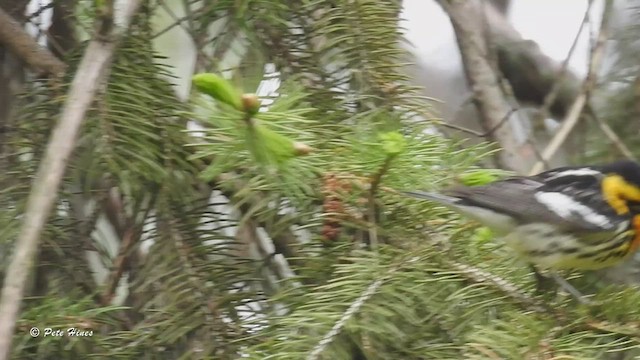 Blackburnian Warbler - ML465127741