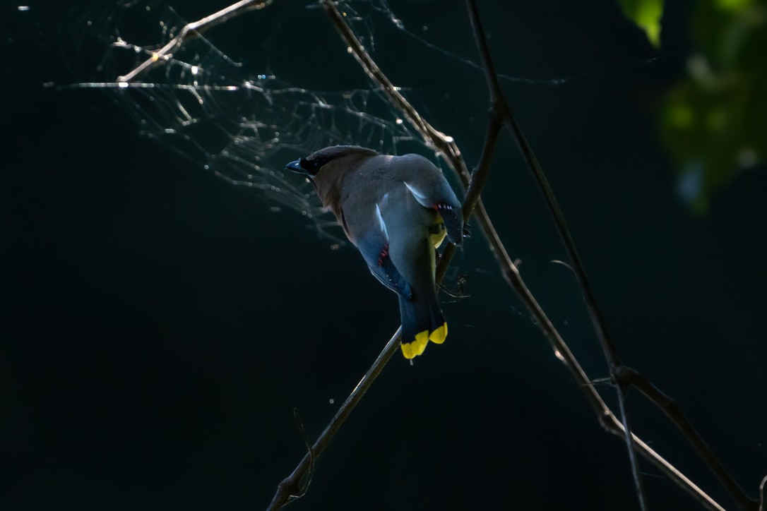 Cedar Waxwing - ML465127801