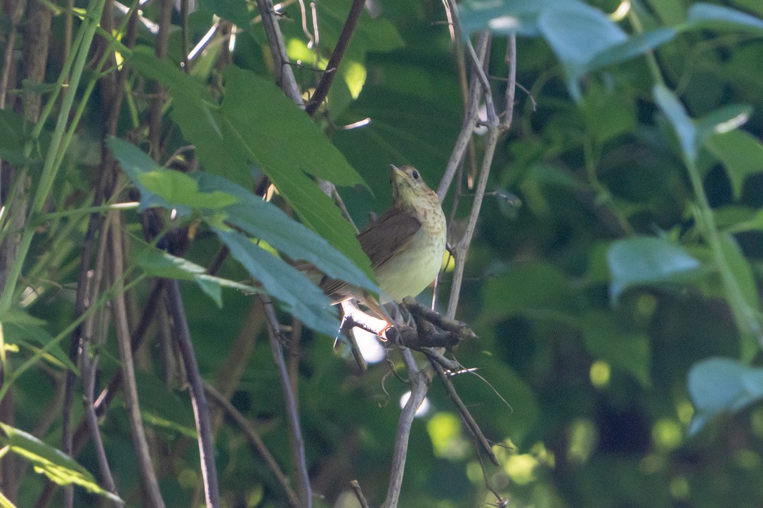 Veery - ML465127971