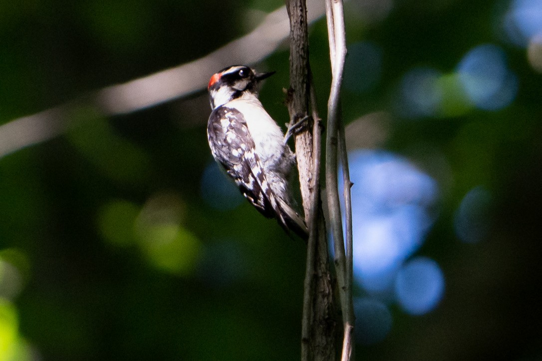 Downy Woodpecker - ML465128091