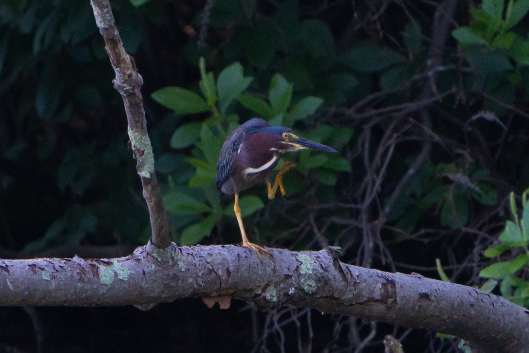 Green Heron - ML465128151