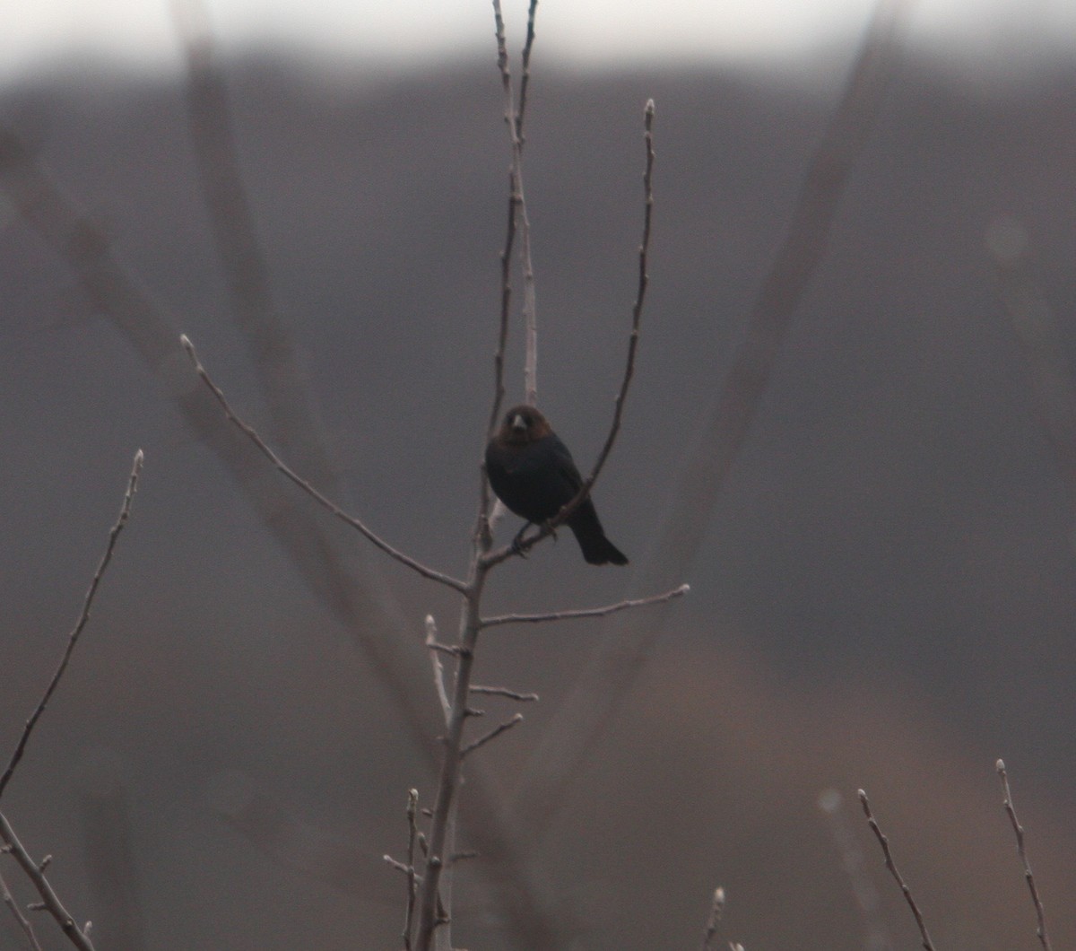 Brown-headed Cowbird - ML46512981