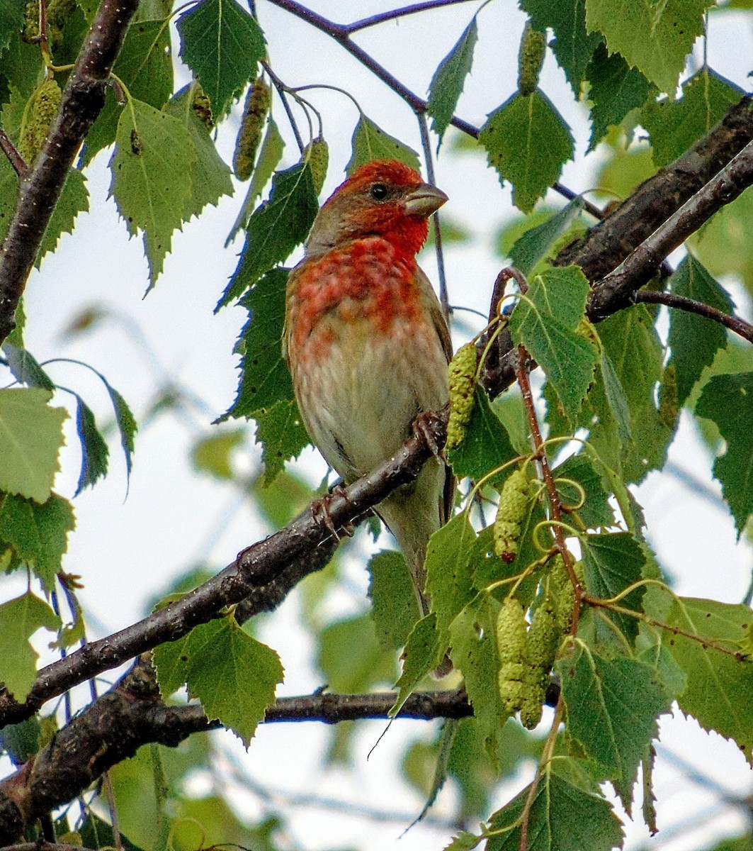 Common Rosefinch - ML465130411