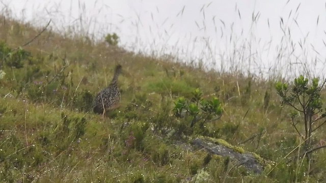 Tinamou curvirostre - ML465132481