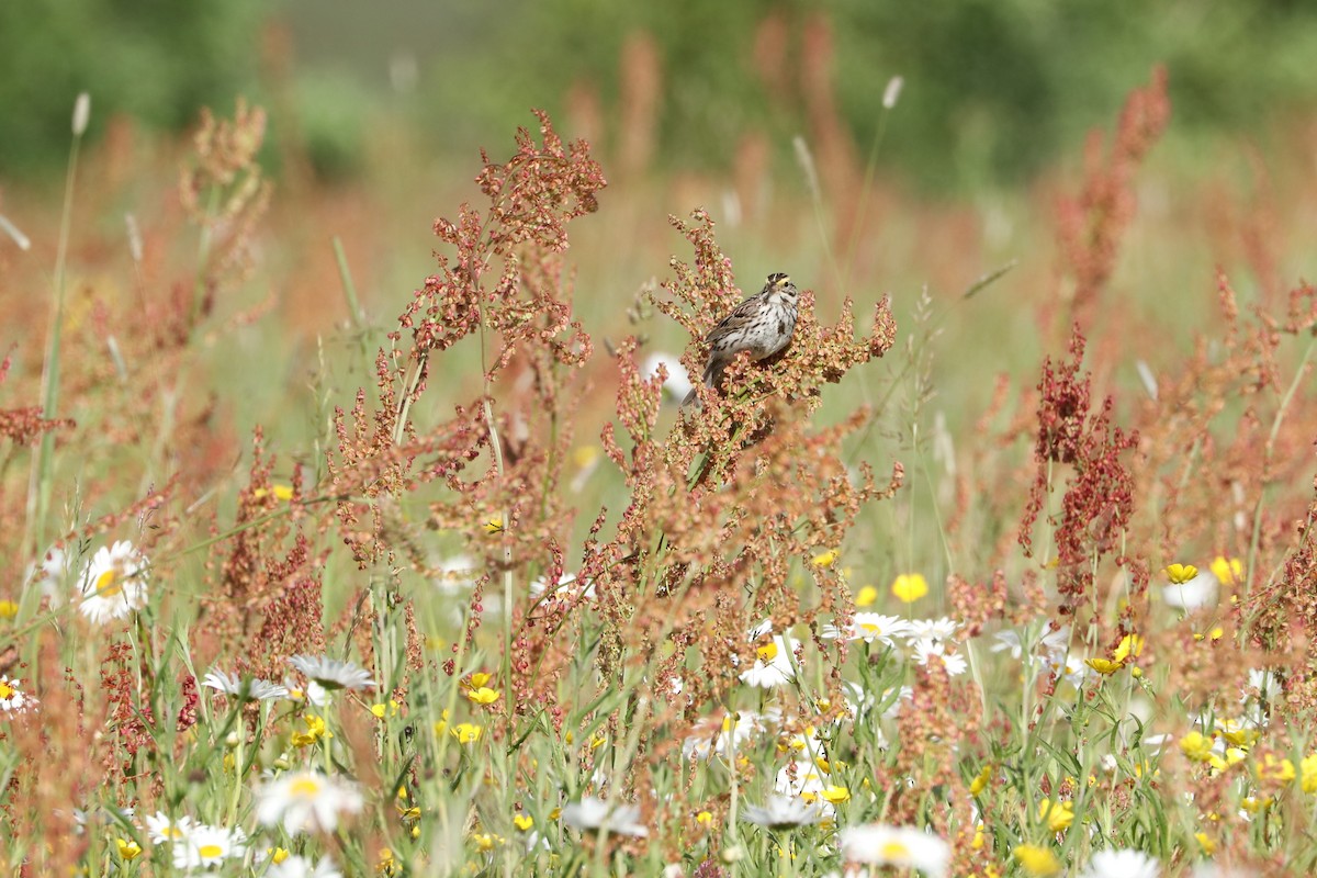 Savannah Sparrow (Savannah) - ML465132651