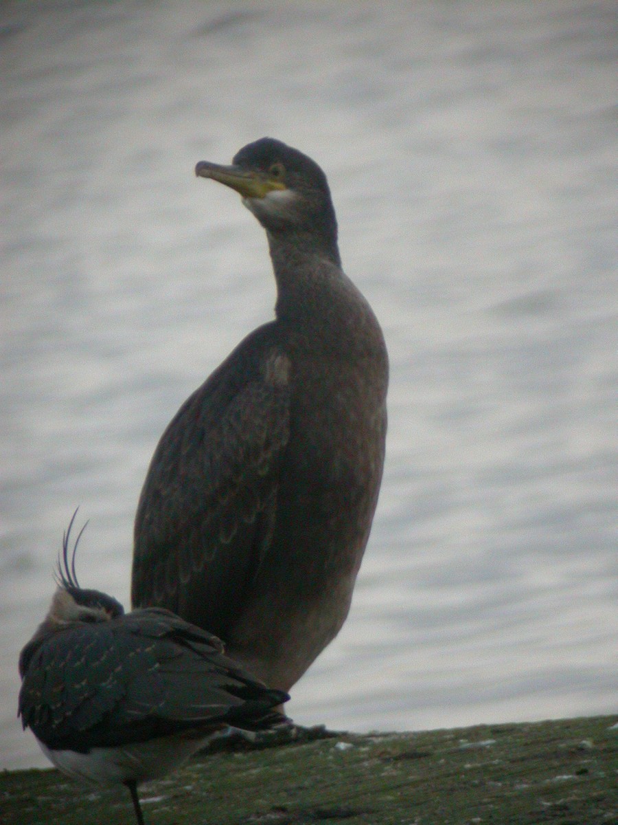 Cormoran huppé (aristotelis) - ML465133341