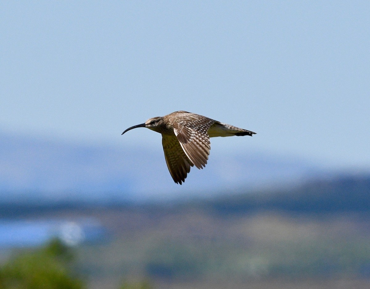 Whimbrel - Win Ahrens