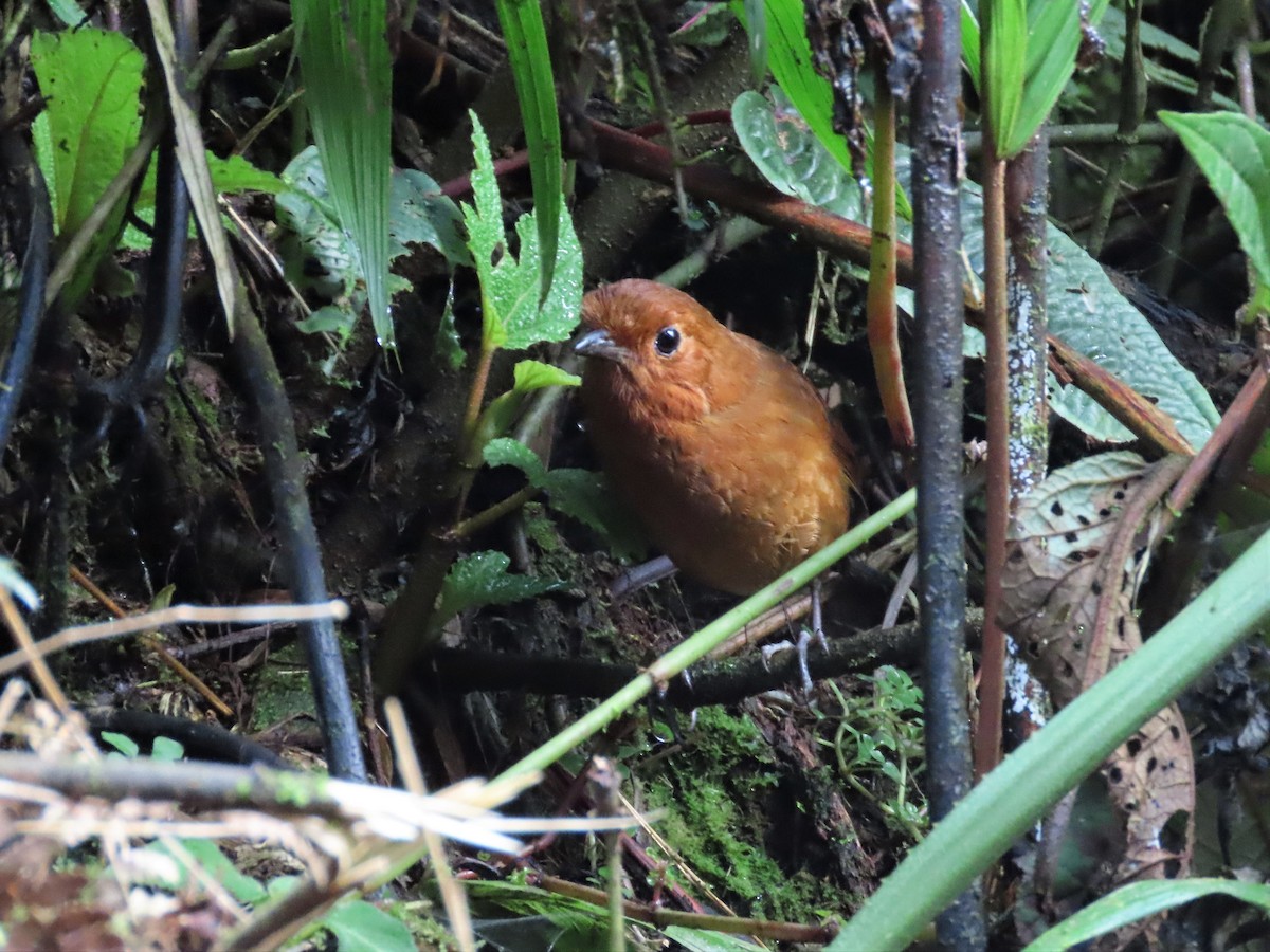 Equatorial Antpitta - ML465135841