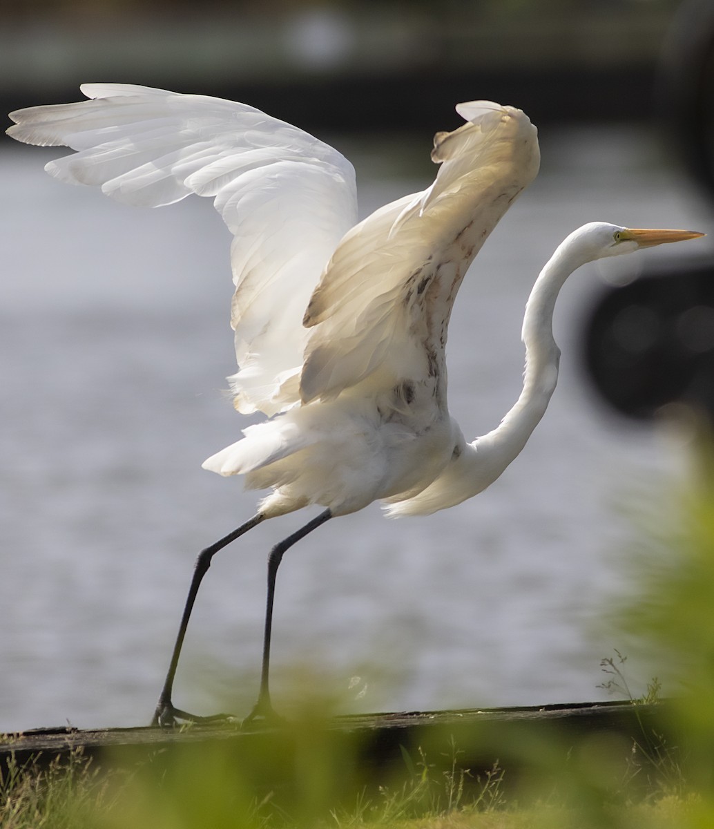 Great Egret - ML465136031