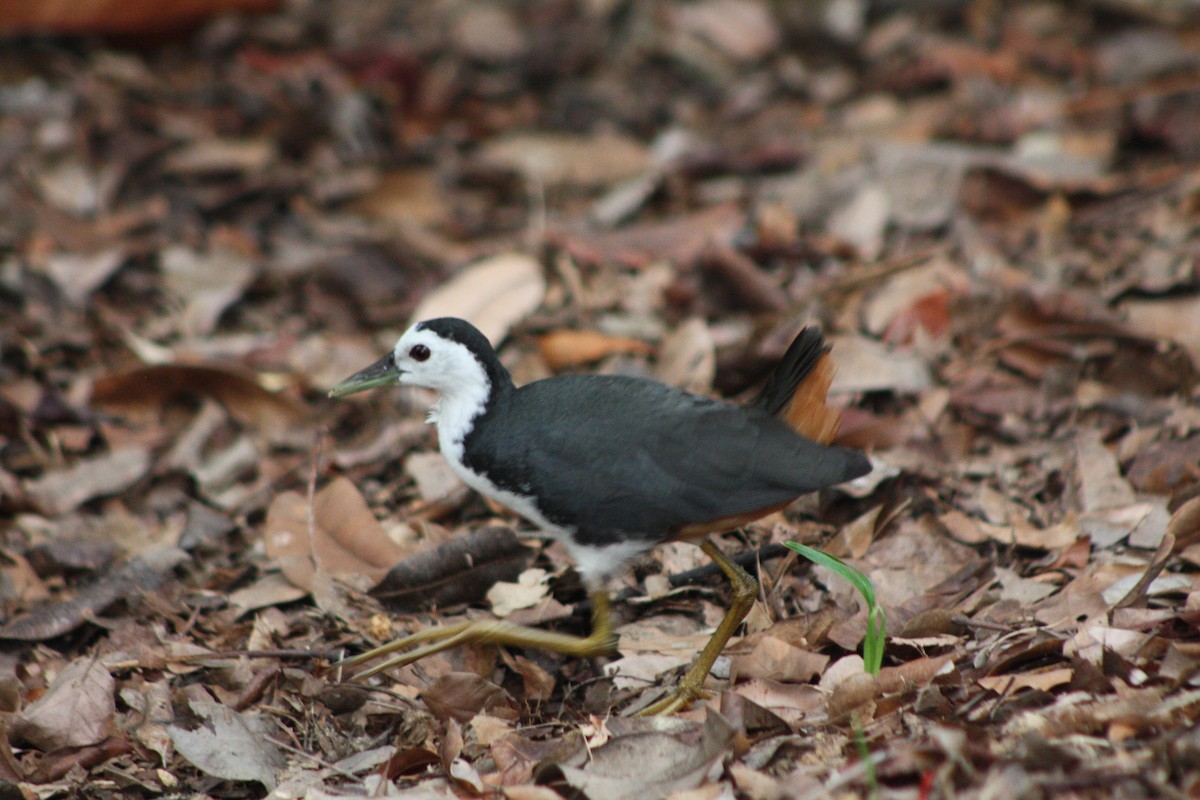 White-breasted Waterhen - ML46513711