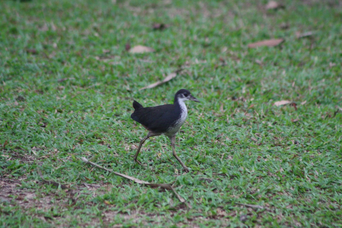 White-breasted Waterhen - Zach DuFran