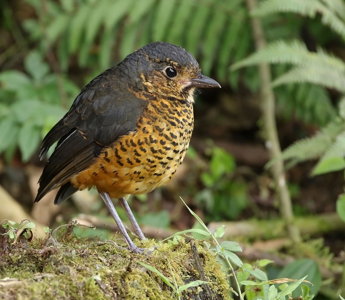 Undulated Antpitta - ML465138631