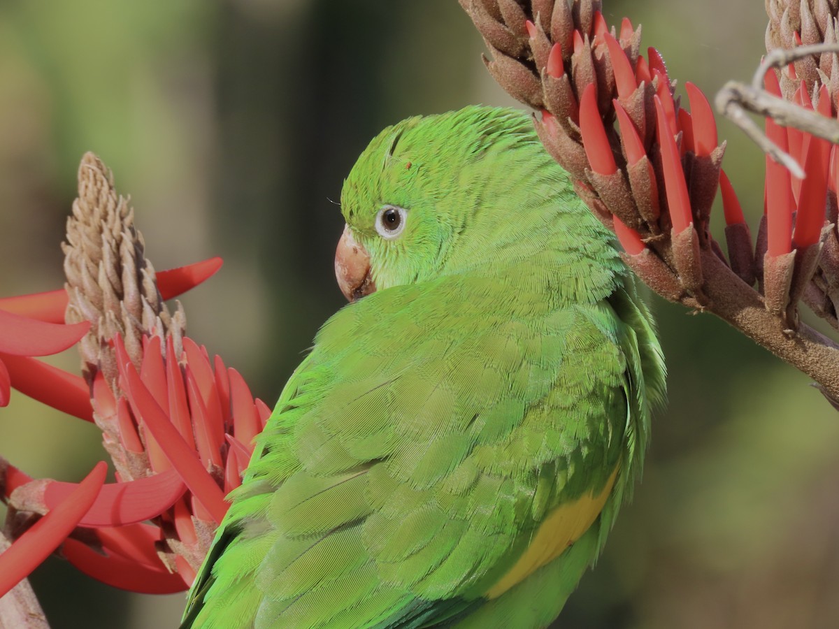 Yellow-chevroned Parakeet - Ines Vasconcelos