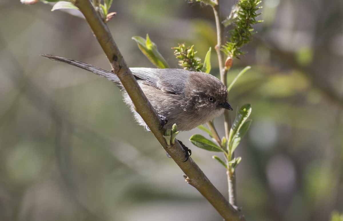 Bushtit - Anthony Gliozzo