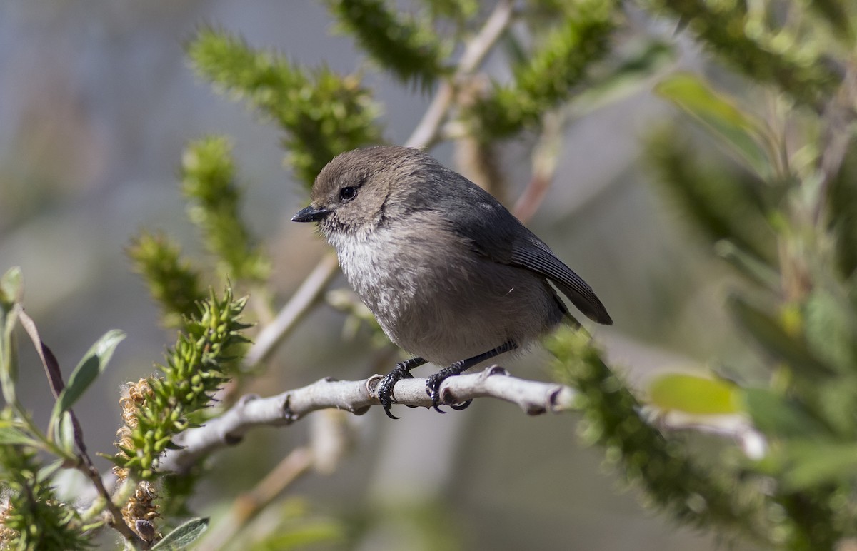 Bushtit - Anthony Gliozzo