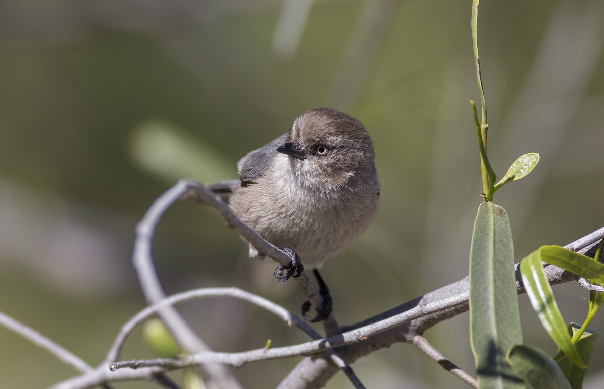 Bushtit - Anthony Gliozzo