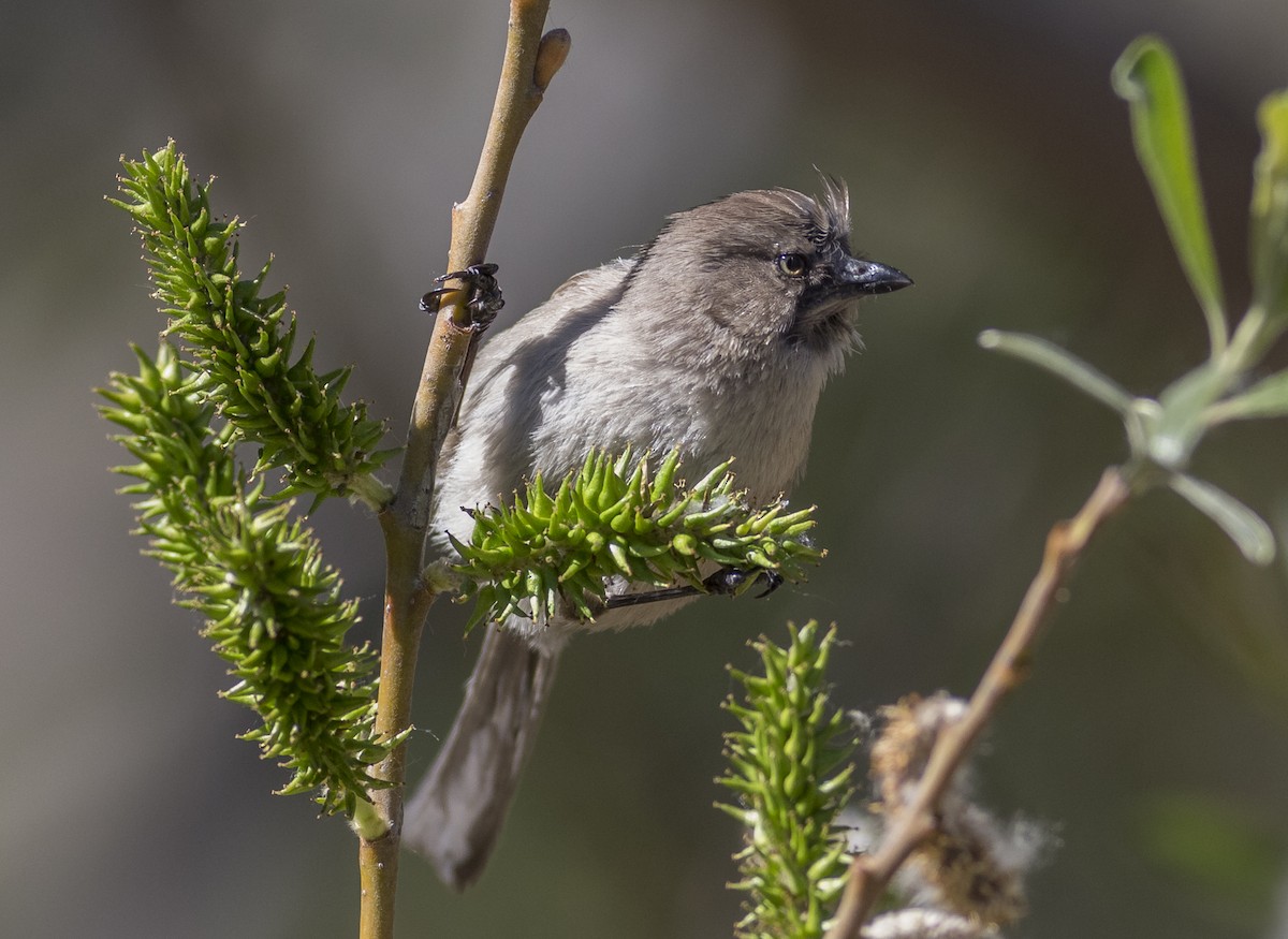 Bushtit - Anthony Gliozzo