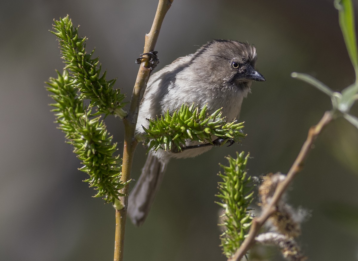 Bushtit - Anthony Gliozzo