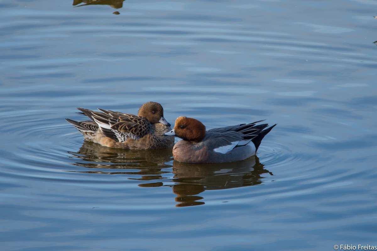 Eurasian Wigeon - Fábio Freitas