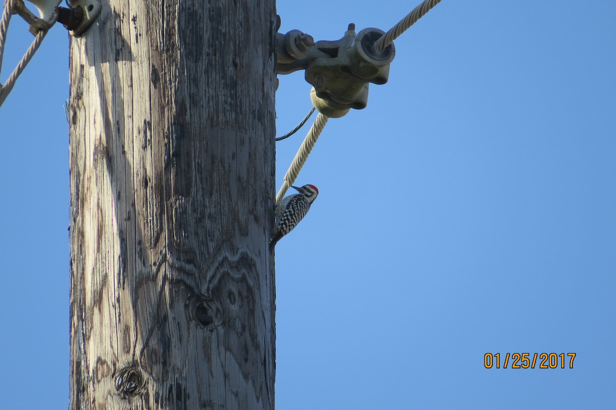 Ladder-backed Woodpecker - ML46514221