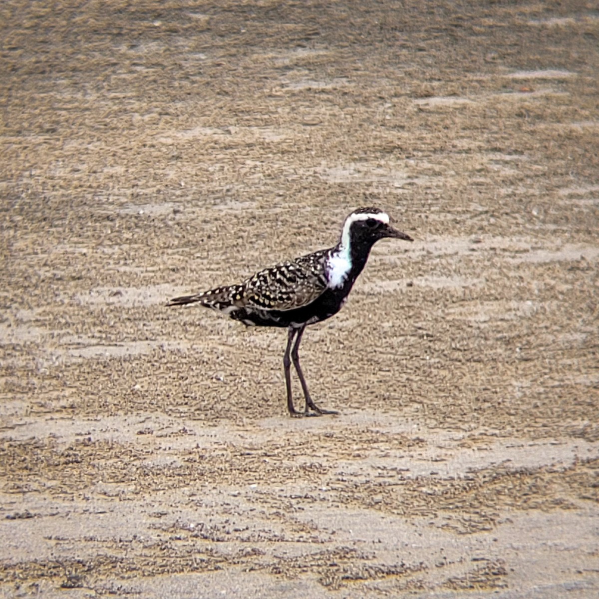 American Golden-Plover - Sean Sparrow