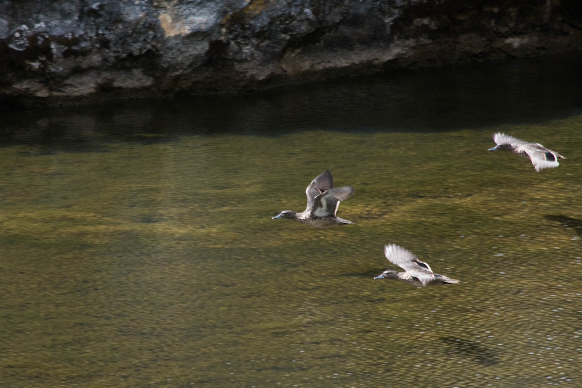 Andean Teal - Fernando Cediel