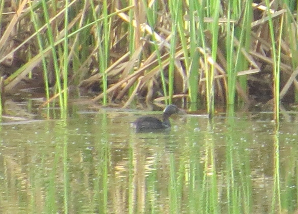 Least Grebe - ML46514361