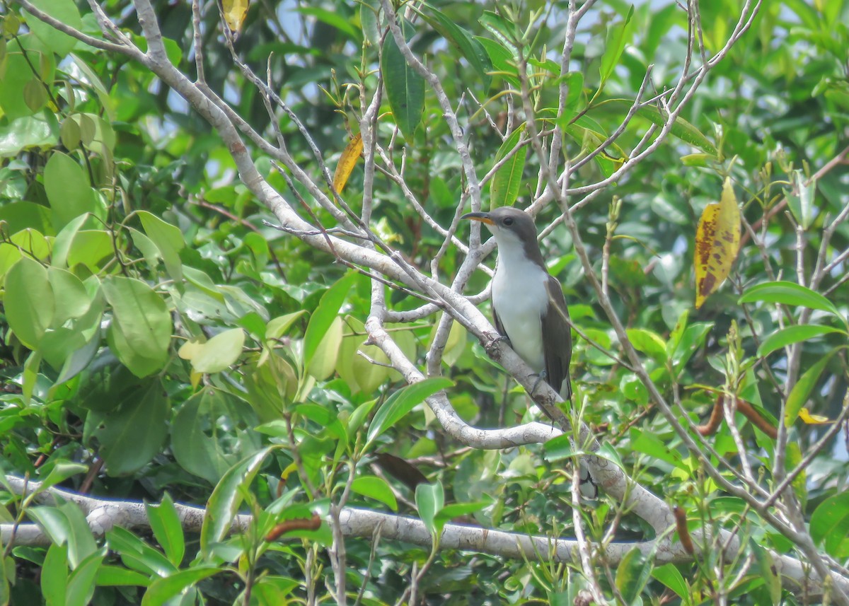 Pearly-breasted Cuckoo - Arthur Gomes