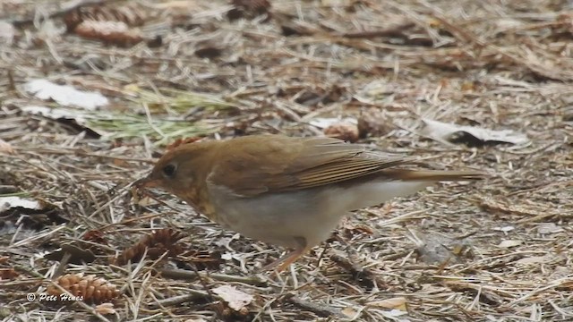 Veery - ML465145731