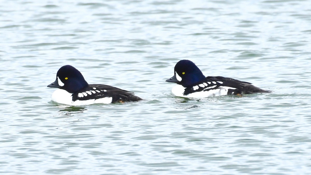 Barrow's Goldeneye - Alan Bloom