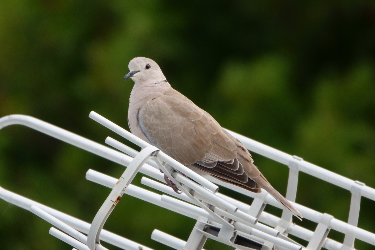 Eurasian Collared-Dove - ML465148431