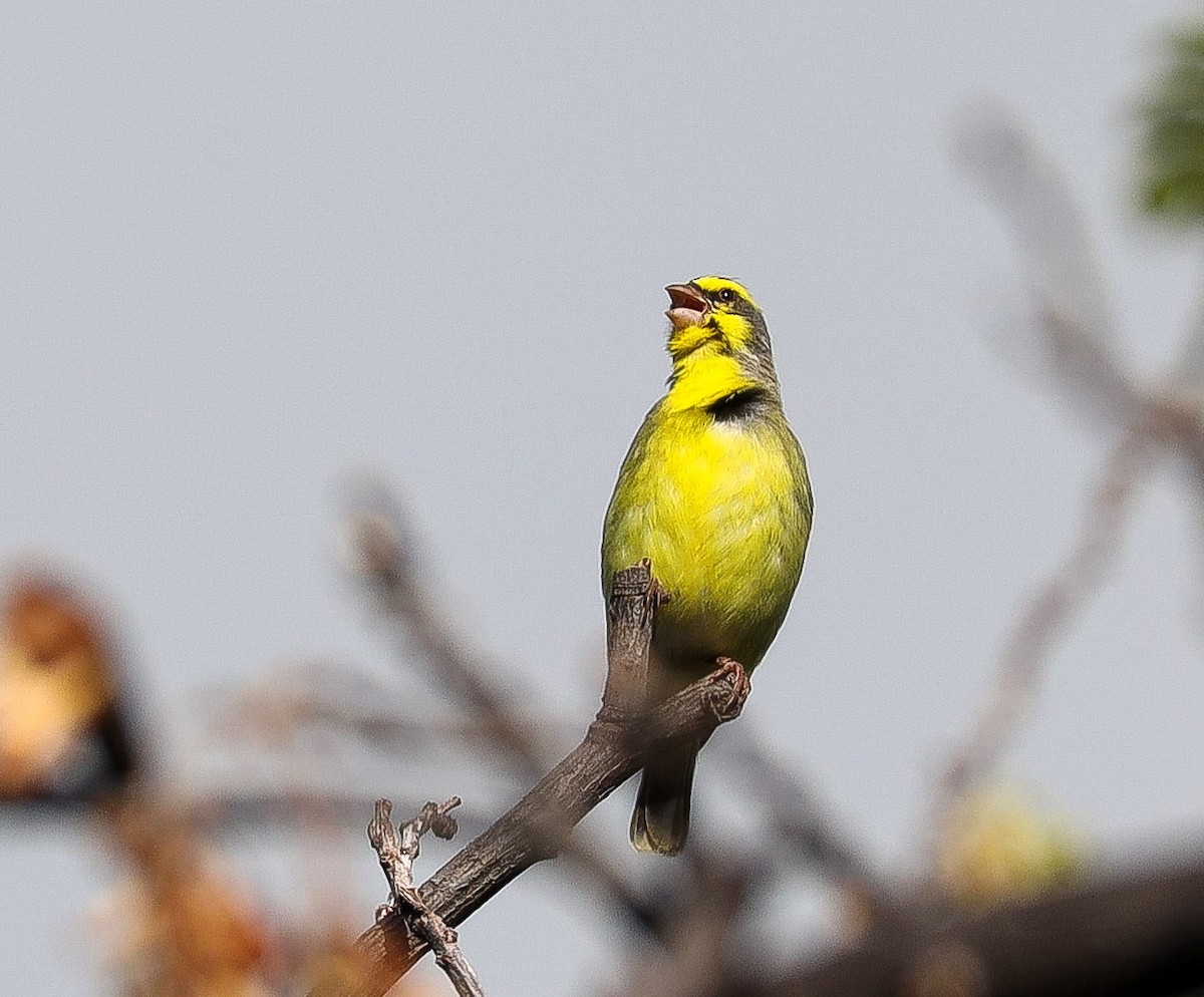 Yellow-fronted Canary - Aidan Y
