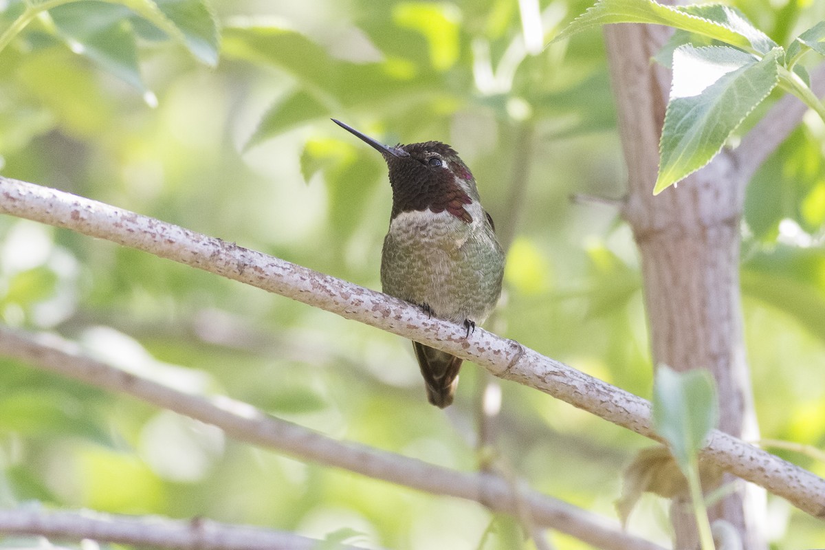 Anna's Hummingbird - ML465148851