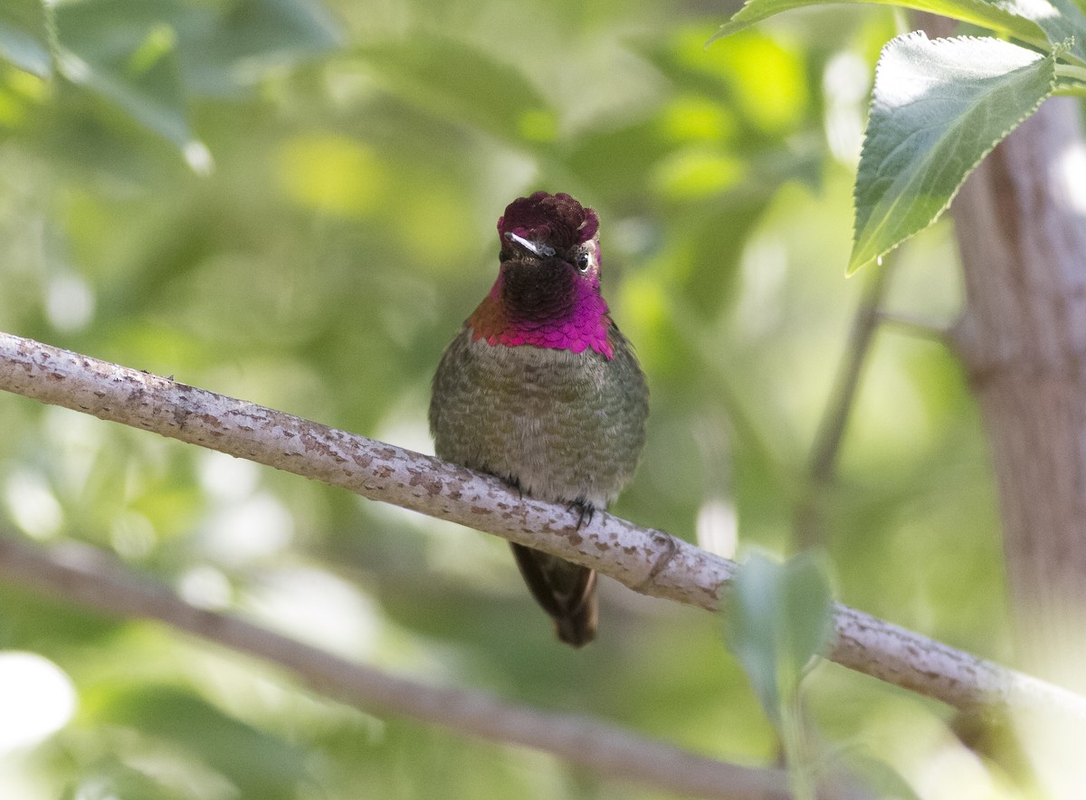 Anna's Hummingbird - ML465148871