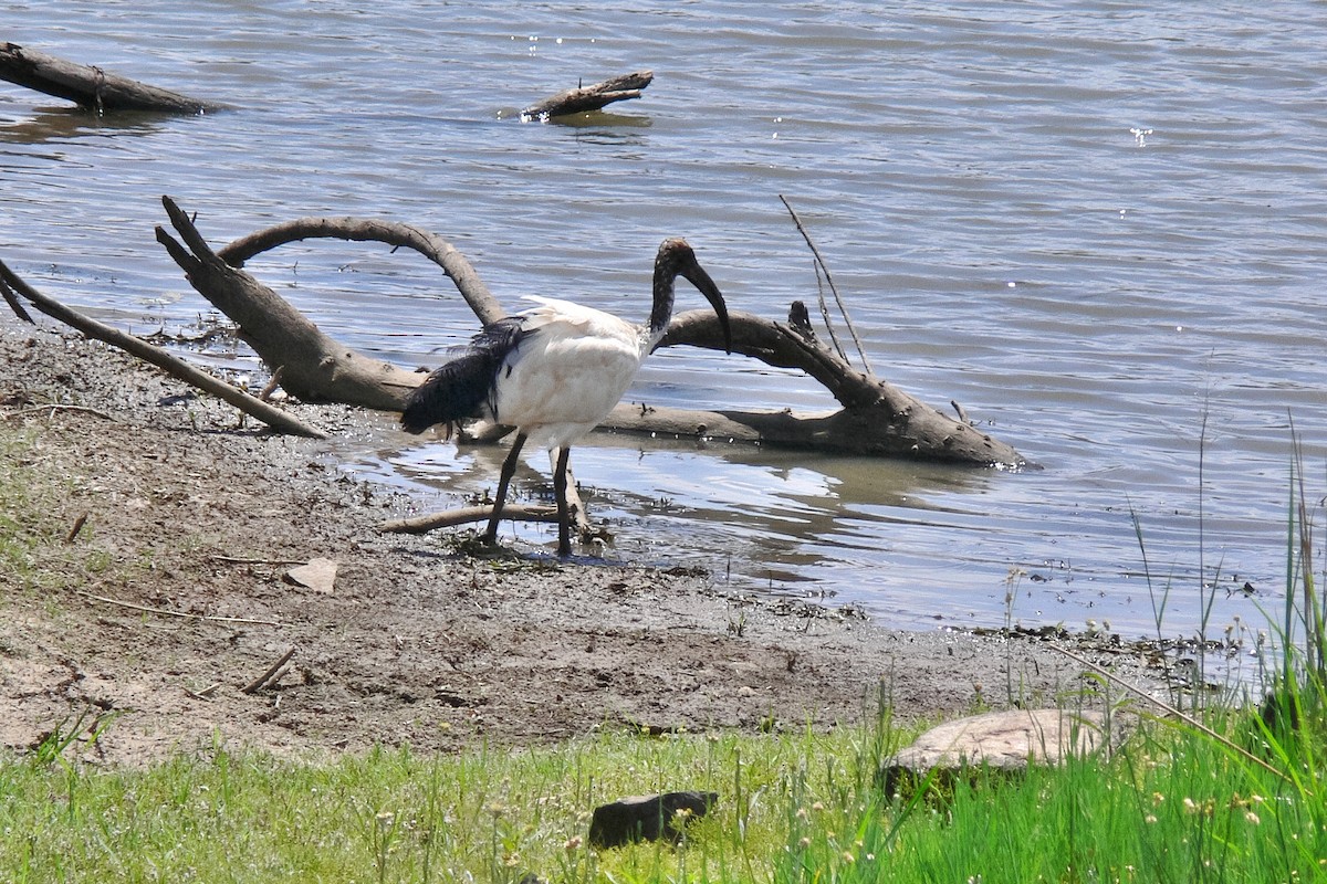 African Sacred Ibis - ML46515021