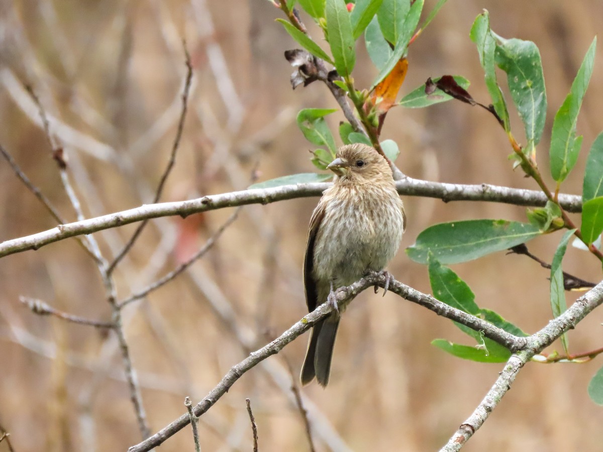 House Finch - ML465151081