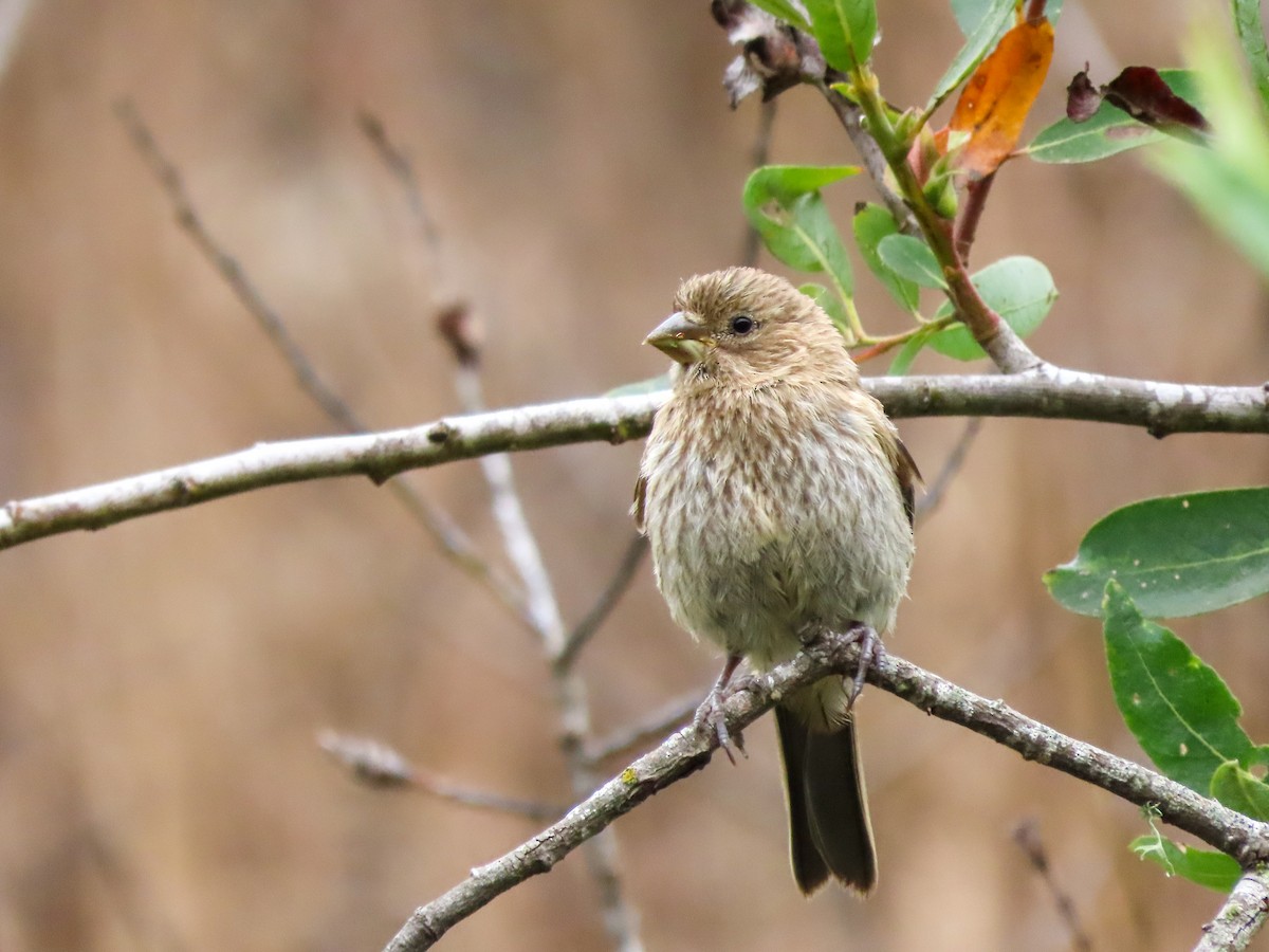 House Finch - ML465151131