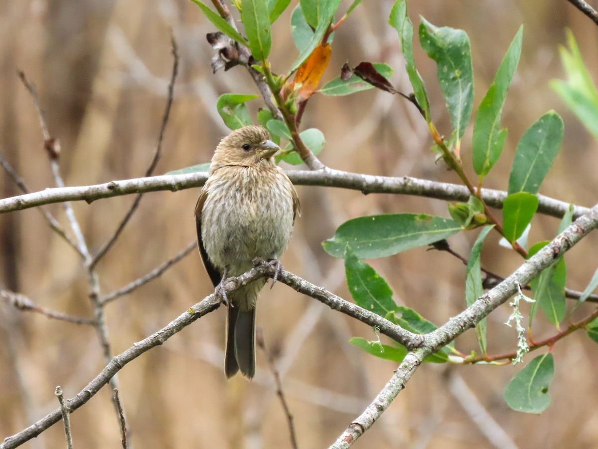 House Finch - ML465151141
