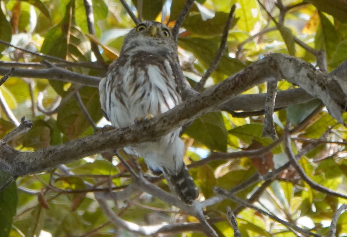 Ferruginous Pygmy-Owl - Daniel Smith