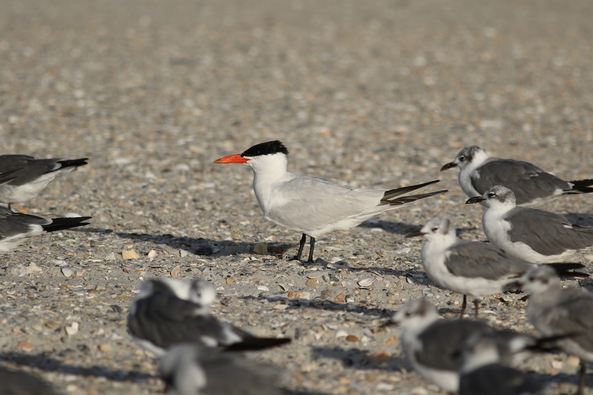 Caspian Tern - ML465154191