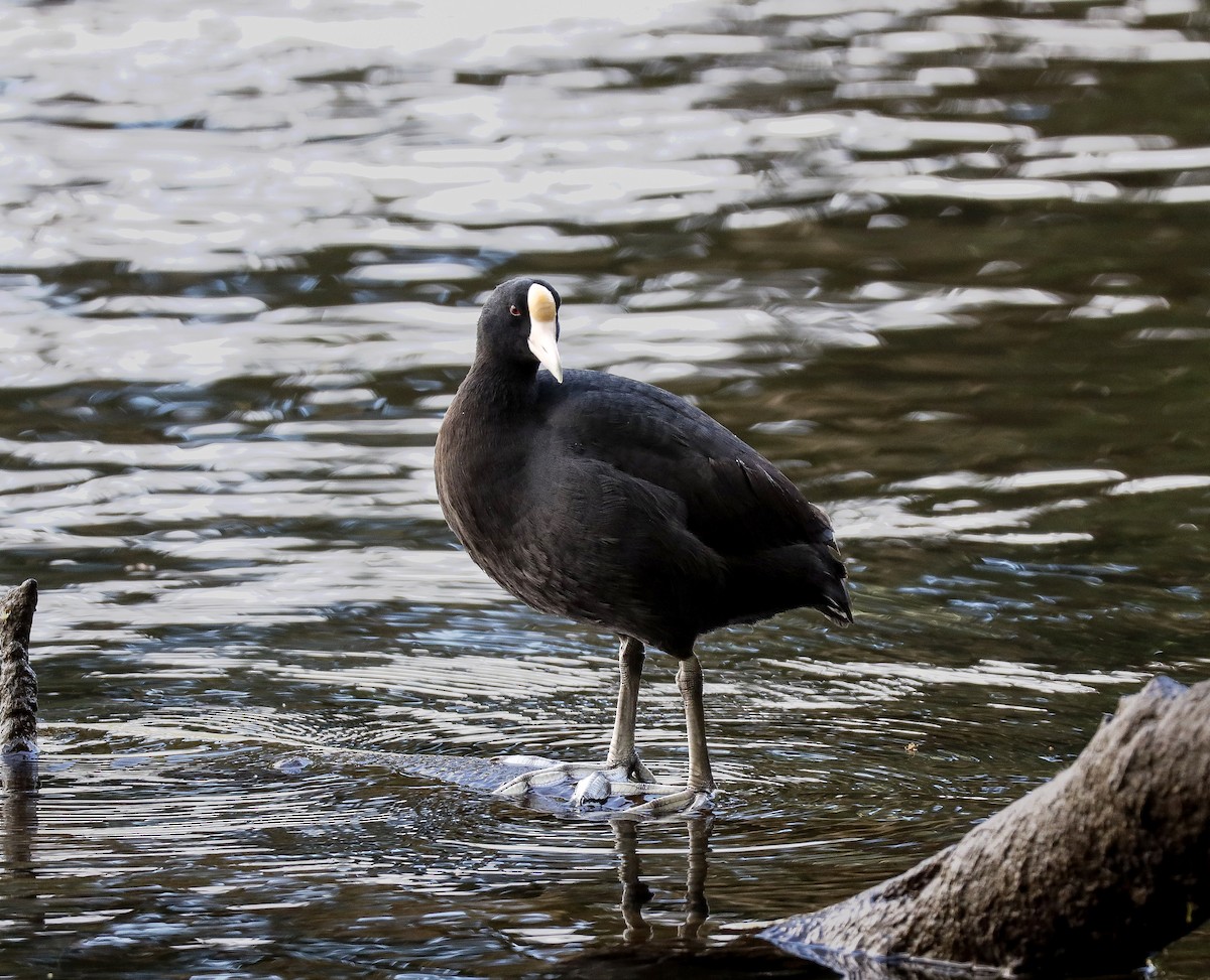 Hawaiian Coot - ML465154721