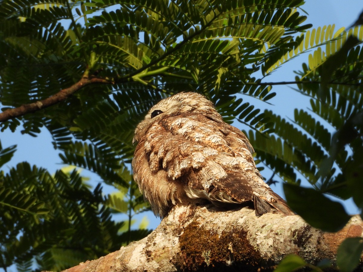 Great Potoo - Daniela  Souza