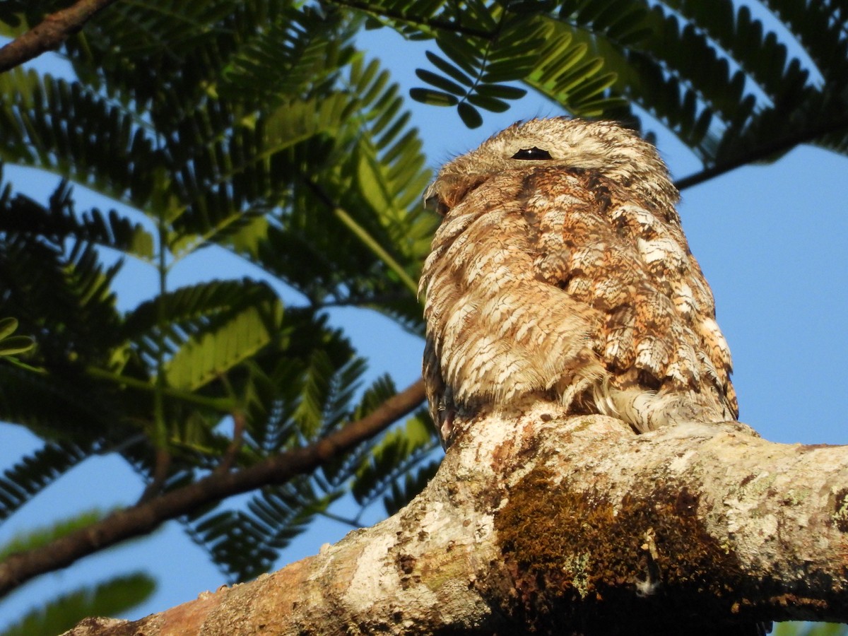 Great Potoo - ML465155431