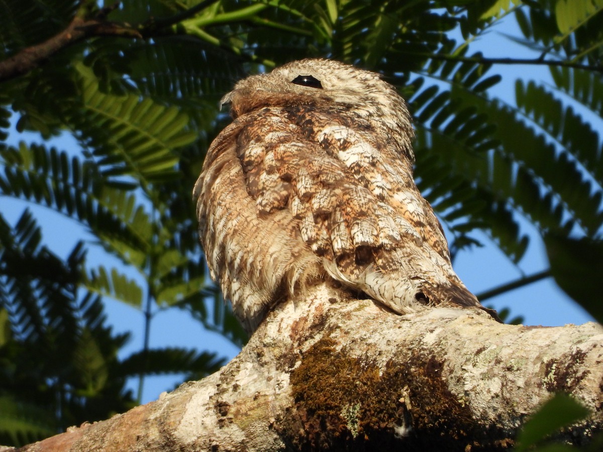 Great Potoo - ML465155461