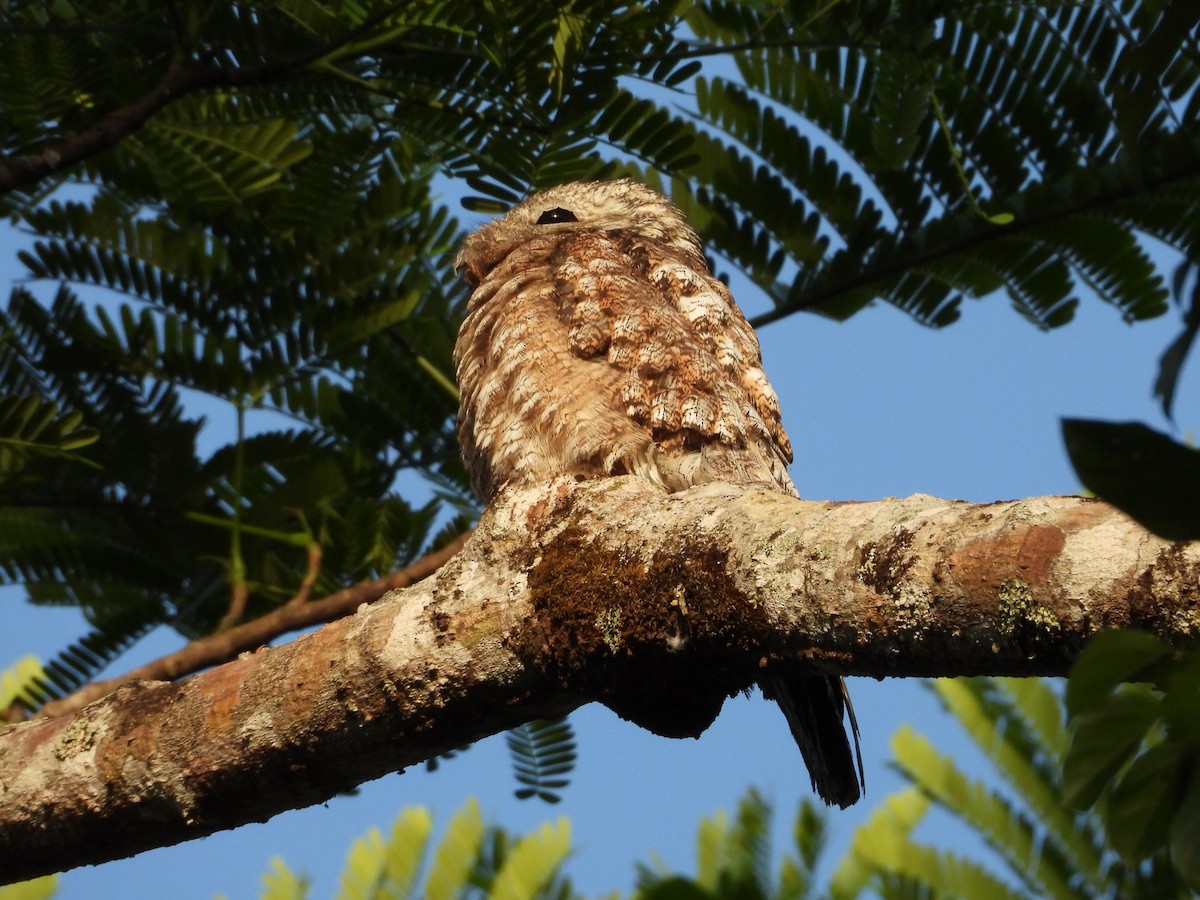 Great Potoo - ML465155661